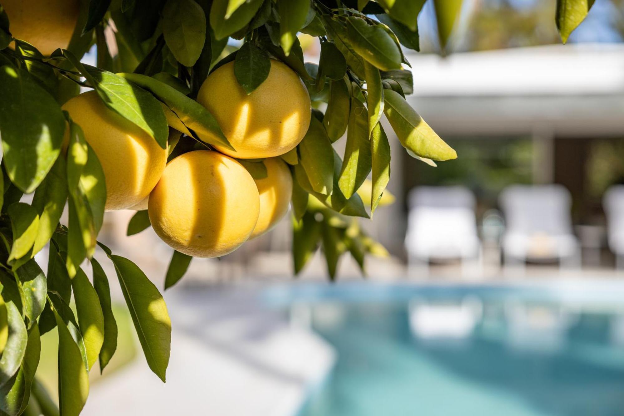 Casa Cactus By Acme House Company Villa Palm Springs Exterior photo